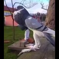 English Pouter Pigeon