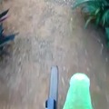 Papagaio motoca