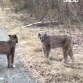 Two lynxes found each other not too far from here