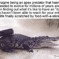 crocodile enjoying a nice scratch