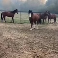 Horses also play with balls