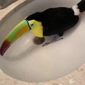 Check this toucan out