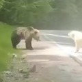 Perro enseña a oso quién manda