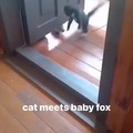 Cat meets baby fox