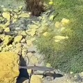 commented item thumbnail