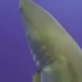 Troleador tiburón