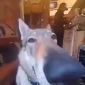 perro nariz