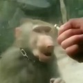 mono casi consigue el cigarro