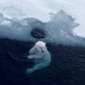 just a polar bear chilling