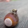 Wee Weevil Drilling an Acorn