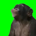el meme de los monos bailando en pantalla verde