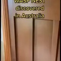 Average wasp nest in Australia
