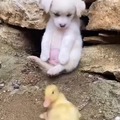 Duck a pup friendship