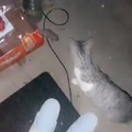 Gato jugando con la comida