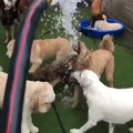 perros a los que les gusta el agua y a los que no