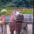 solo un hipopótamo comiendo una sandía