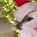 Christmas meme of the cat chewing