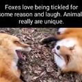 Foxes laughing