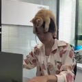 Cat brain control