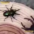 pelea de escarabajos
