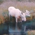 There are about 50 white moose in the world. Majestic!