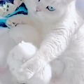 White as snow cats