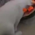 Miau coringa comendo melão dágua