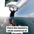 Video captures moment wingfoiler is body-slammed by whale at Sydney beach - video