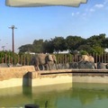 Elefante se cae en el zoo
