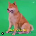 Posting cute dog memes till novagecko bans me