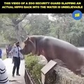 Security guard slaps hippo back into water