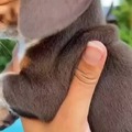 commented item thumbnail