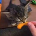 cat eats cheese puff and likes it a lot