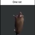 one rat