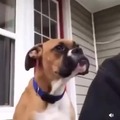 This dog has the scariest yawn