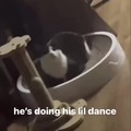 Cat lil dance