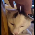 commented item thumbnail