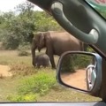 Madre elefante protegiendo al elefante chiquito