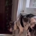 Dog is scared
