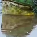 Big ass frog