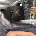 Murcego