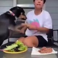 I hope the dog realizes... she is made of meat