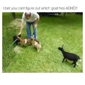 Goat goes baaa!