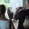 Mono gorila vuelta zoo funny monki video