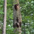 lil raccoons learning to climb