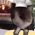 bodia gato pizzaiolo