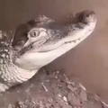 Croc fren