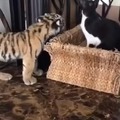 Tiger gets bullied