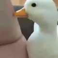 duck loves you, live duck in return