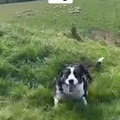 Border Collie is skilled at herding